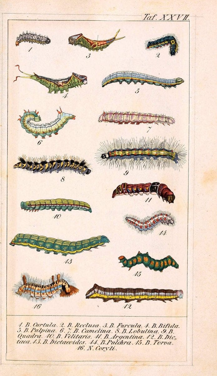 Chronologischer Raupenkalender, oder, Naturgeschichte der europÃ¤ischen RaupenBerlin :Im Verlage von Theodor Bade,1837. |  | Vintage Print Reproduction 447572
