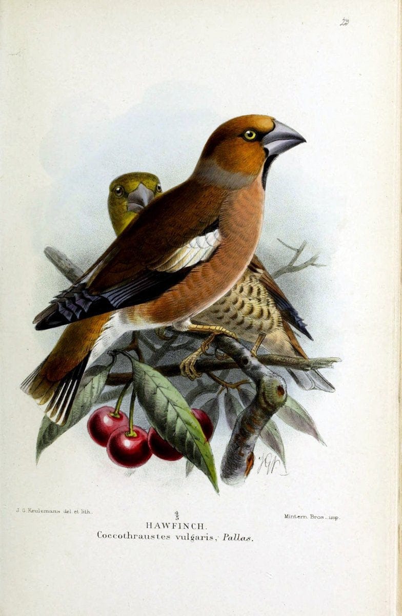 Coloured figures of the birds of the British Islands | Hawfinch "taxonomy:binomial=Coccothraustes coccothraustes" Birds "Great Britain" ogy, | Vintage Print Reproduction 447574