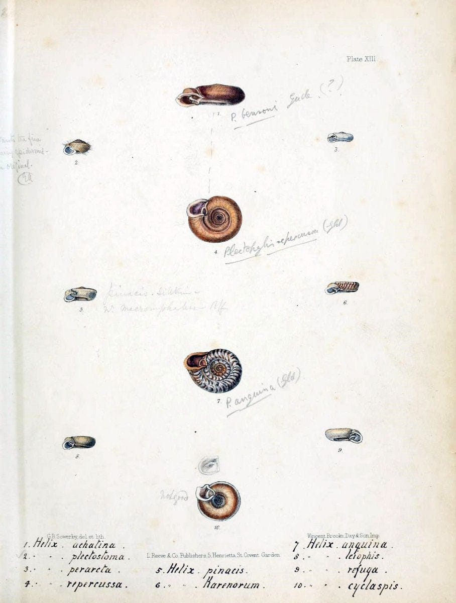 Conchologia indica,.London,1870-1876.  | India Mollusks Shells  | Vintage Print Reproduction 447576