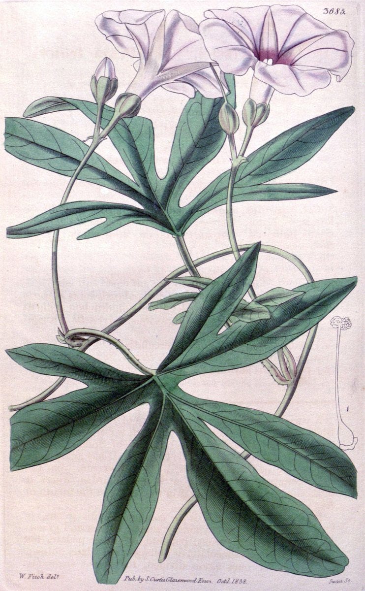 Dragable Image