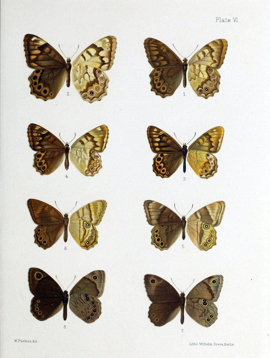 Butterflies from China, Japan, and Corea. London,R.H. Porter,1892-94.  | Butterflies China Japan Korea  | Vintage Print Reproduction 447597