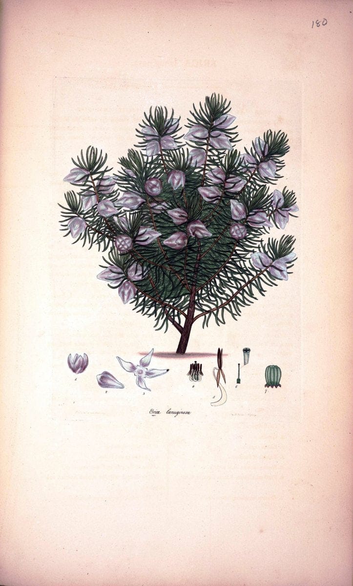 Coloured engravings of heaths :.London :Published by the Author. Printed by T. Bensley,1802-09 [1830]. |  | Vintage Print Reproduction 447600