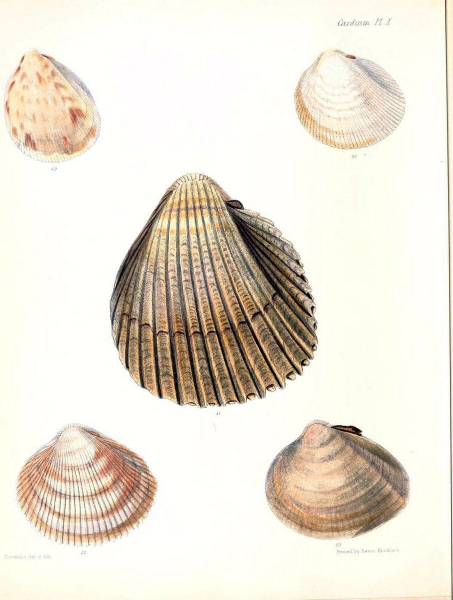 Conchologia iconica, or, Illustrations of the shells of molluscous animals /.London :Reeve, Brothers,1843-1878.. |  | Vintage Print Reproduction 447601