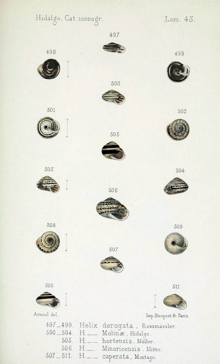 Catalogo iconografico y descriptivo de los moluscos terrestres de EspaÃ Â±a, Portugal y la | "Balearic Islands" Mollusks Portugal Spain  | Vintage Print Reproduction 447624