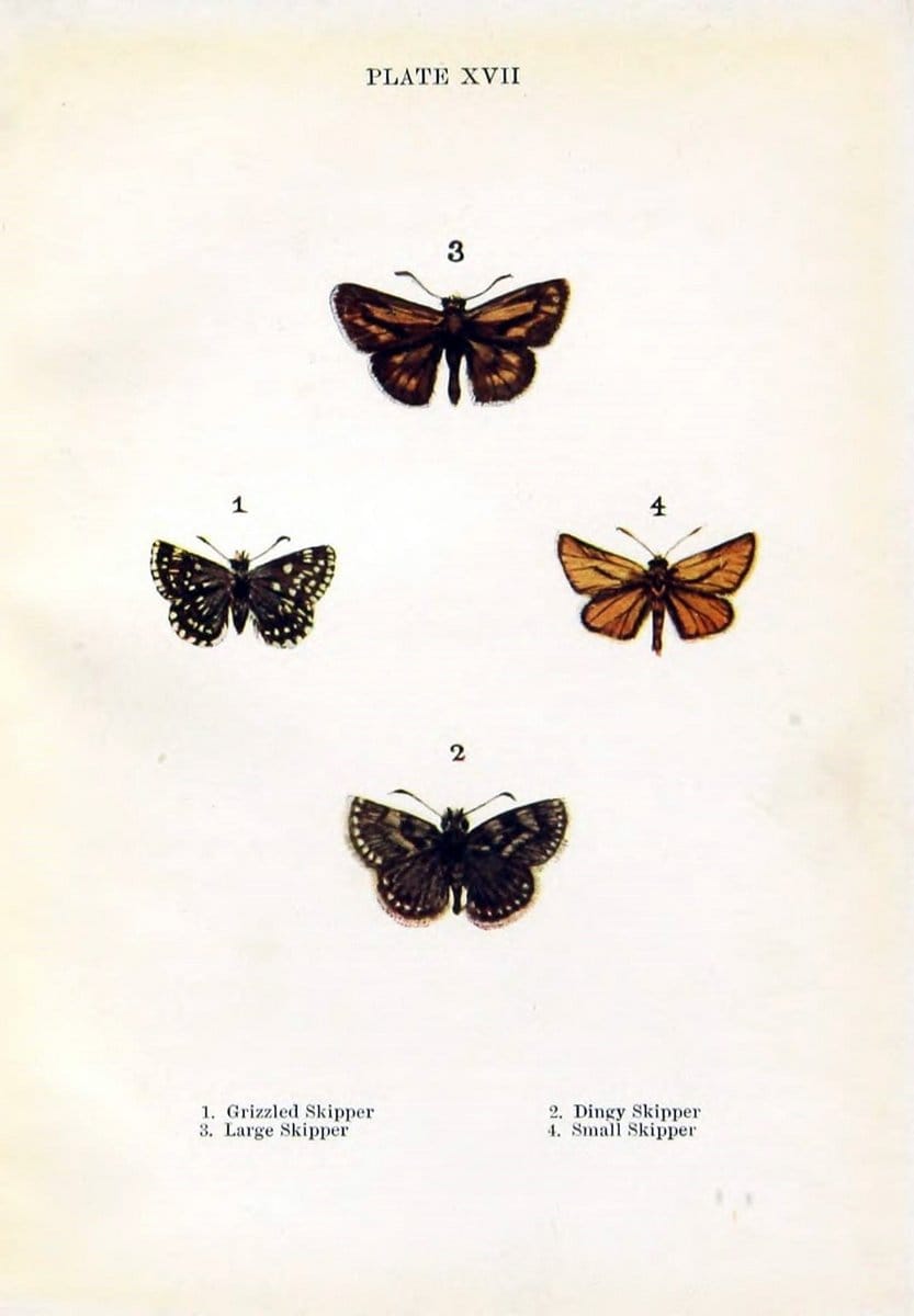 Butterflies and moths,.London & Edinburgh,T.C. & E.C. Jack[1910]. | Butterflies Moths "Cornell University Library" | Vintage Print Reproduction 447629