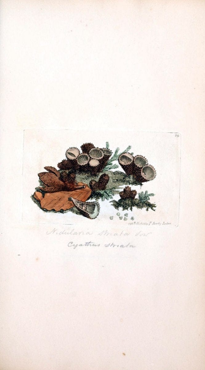 Coloured figures of English fungi or mushrooms. London,Printed by J. Davis,1797-[1809]. | England Mushrooms  | Vintage Print Reproduction 447634