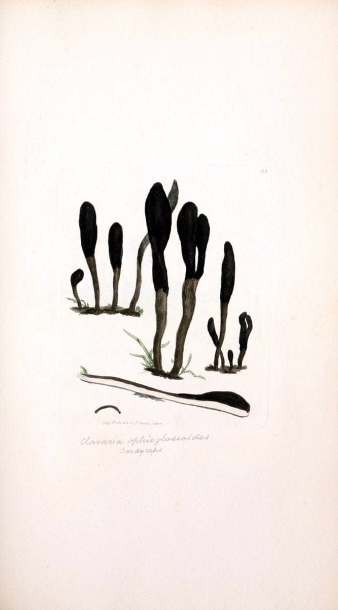 Coloured figures of English fungi or mushrooms. London,Printed by J. Davis,1797-[1809]. | England Mushrooms  | Vintage Print Reproduction 447635