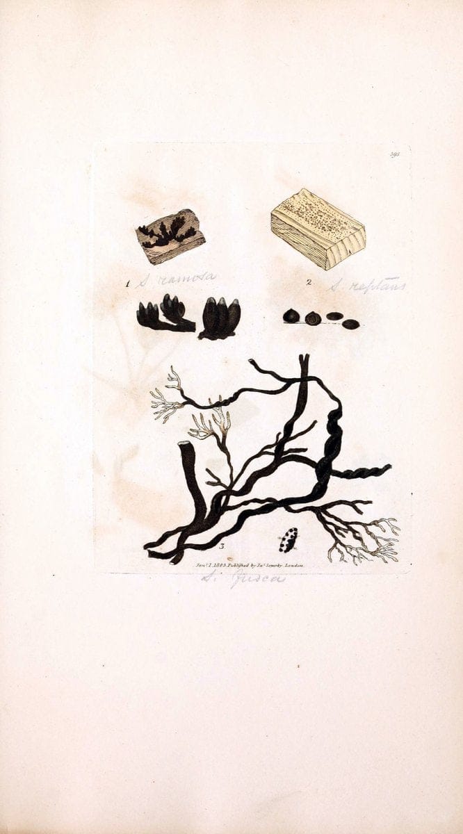Coloured figures of English fungi or mushrooms. London,Printed by J. Davis,1797-[1809]. | England Mushrooms  | Vintage Print Reproduction 447636