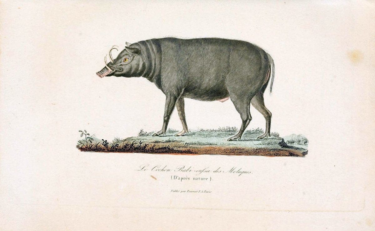 ComplÃ©ments de Buffon. t.1.Paris:P. Pourrat FrÃ¨res,1838. |  | Vintage Print Reproduction 447637
