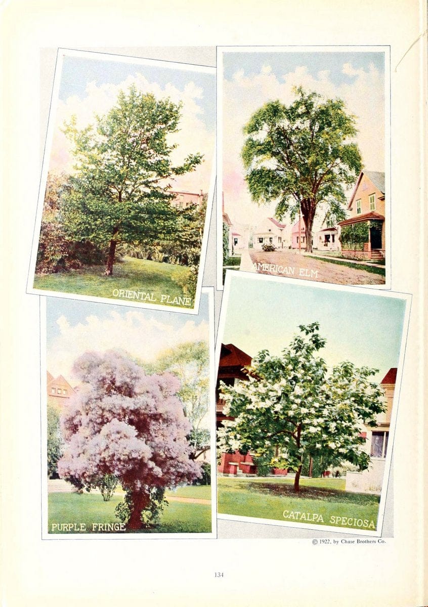 Chase fruit and flowers in natural colorsRochester, N.Y.,Chase brothers company[c1922] | Vintage Print Reproduction 447659