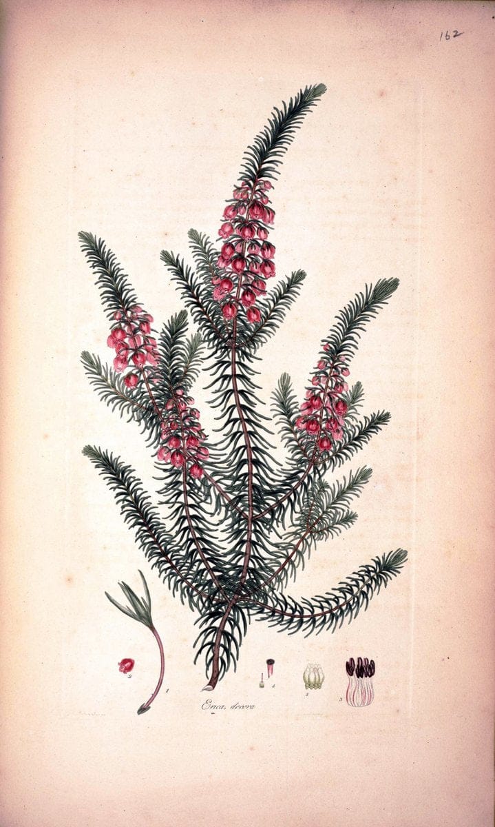 Coloured engravings of heaths :.London :Published by the Author. Printed by T. Bensley,1802-09 [1830]. |  | Vintage Print Reproduction 447661
