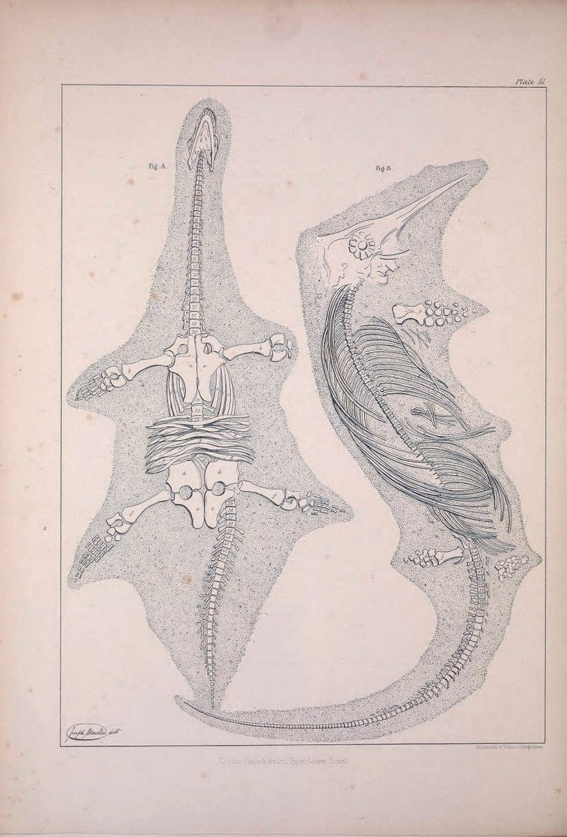 Comparative osteology:.London,Taylor and Walton,1847.  | Bones | Vintage Print Reproduction 447663