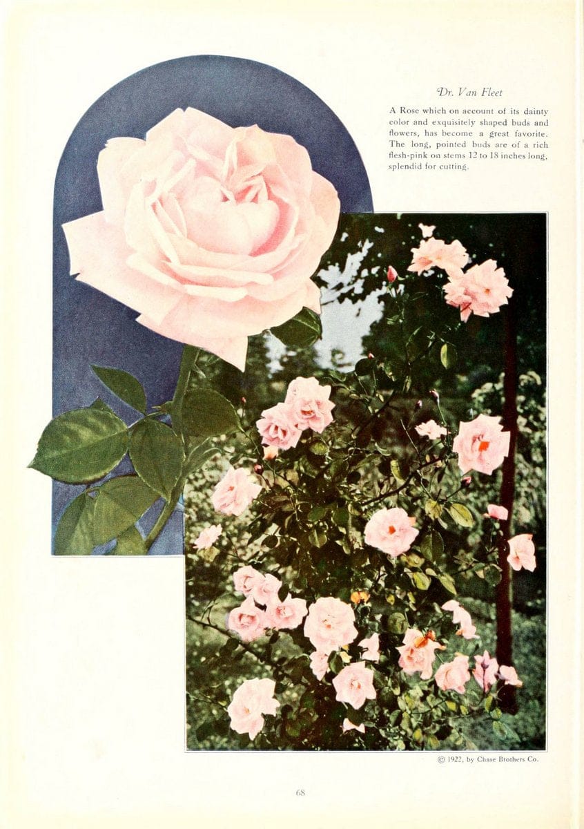 Dragable Image