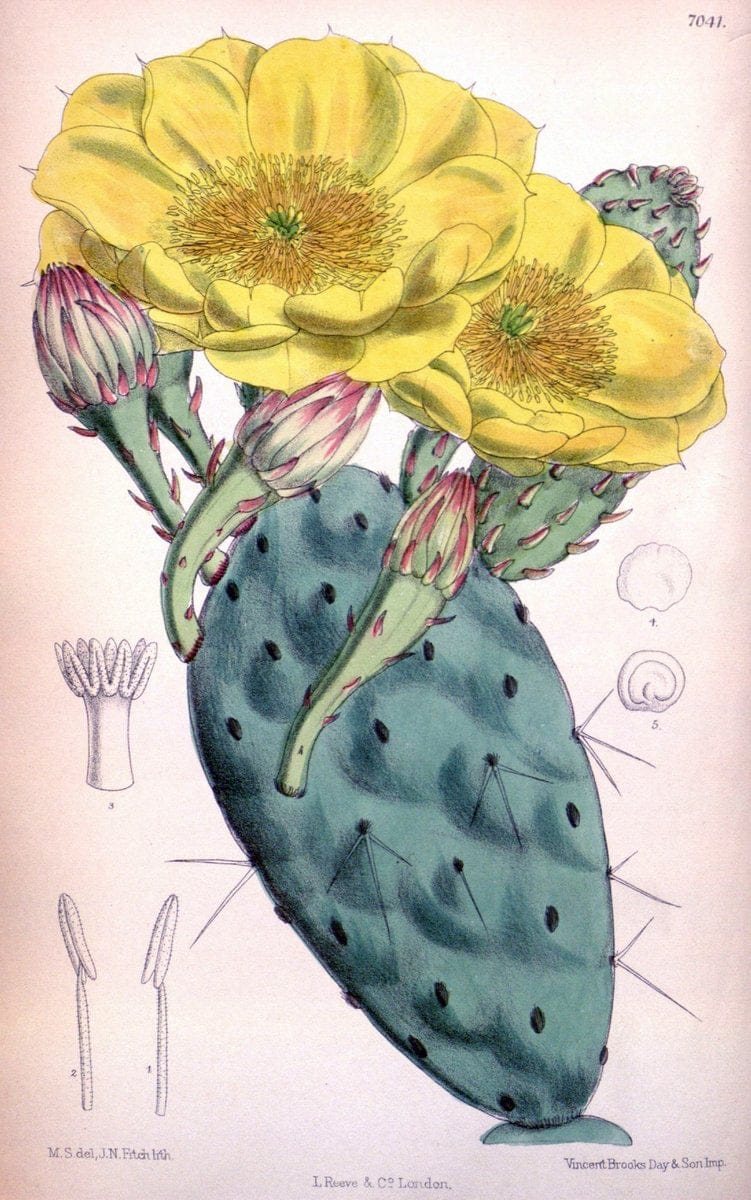 Dragable Image