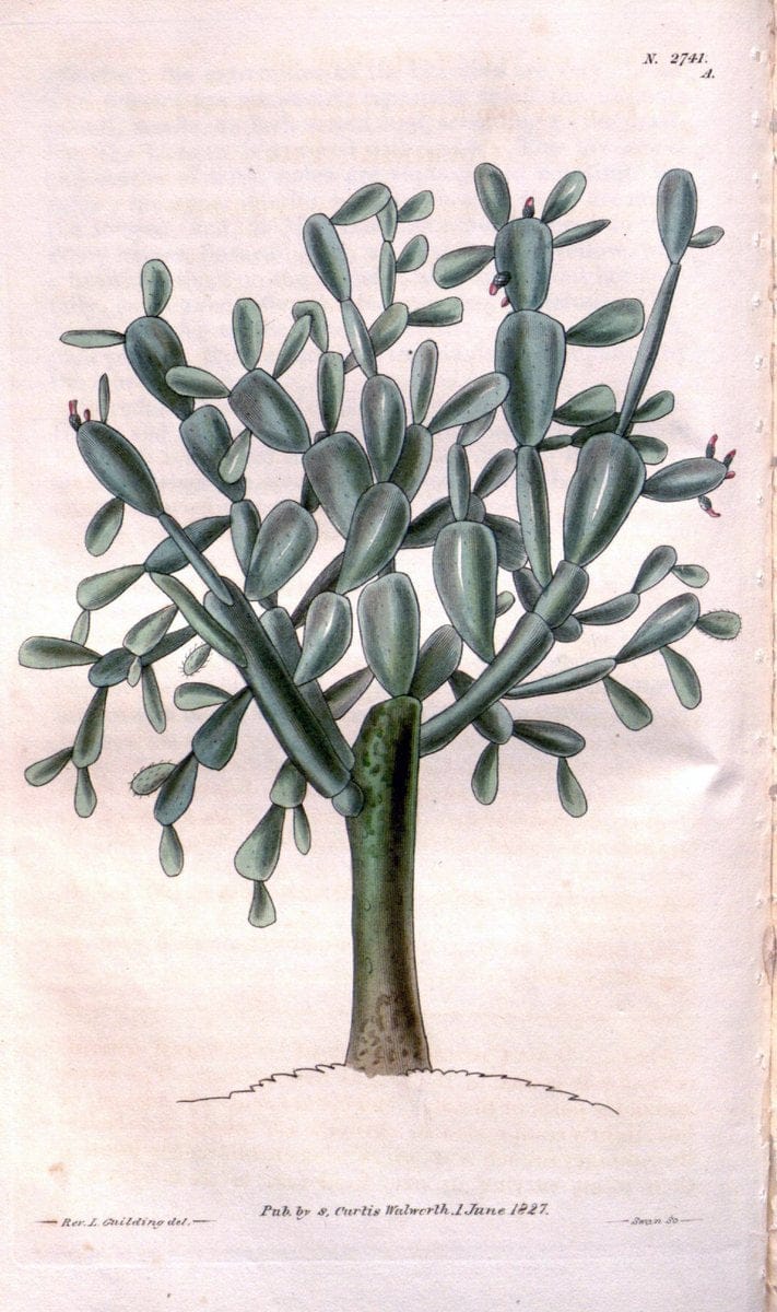 Curtis's botanical magazine..London ;New York [etc.] :Academic Press [etc.]. |  | Vintage Print Reproduction 447715