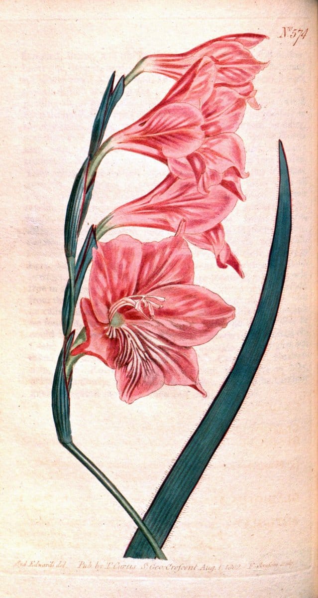 Dragable Image