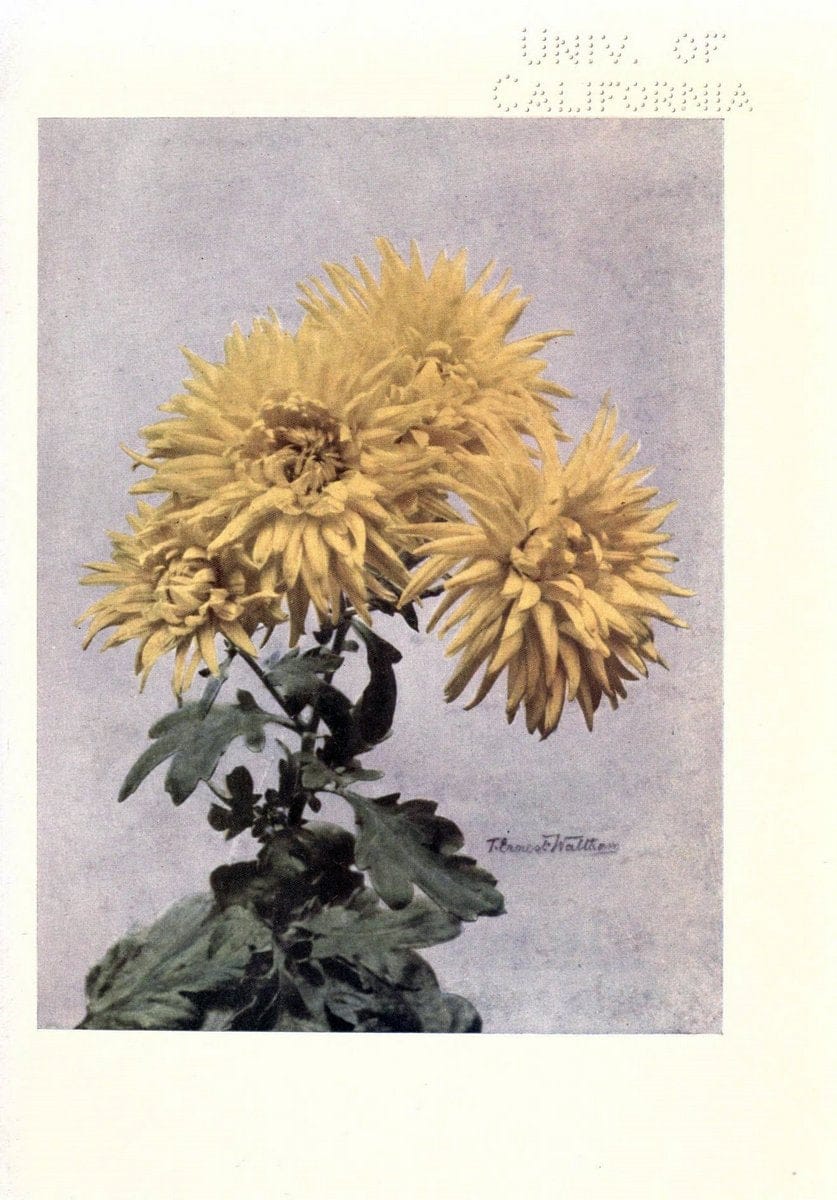Chrysanthemums /.New York :Frederick A. Stokes Co. [ca1914]. | Chrysanthemums Floriculture  | Vintage Print Reproduction 447724