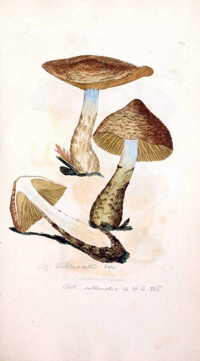 Coloured figures of English fungi or mushrooms. London,Printed by J. Davis,1797-[1809]. | England Mushrooms  | Vintage Print Reproduction 447726