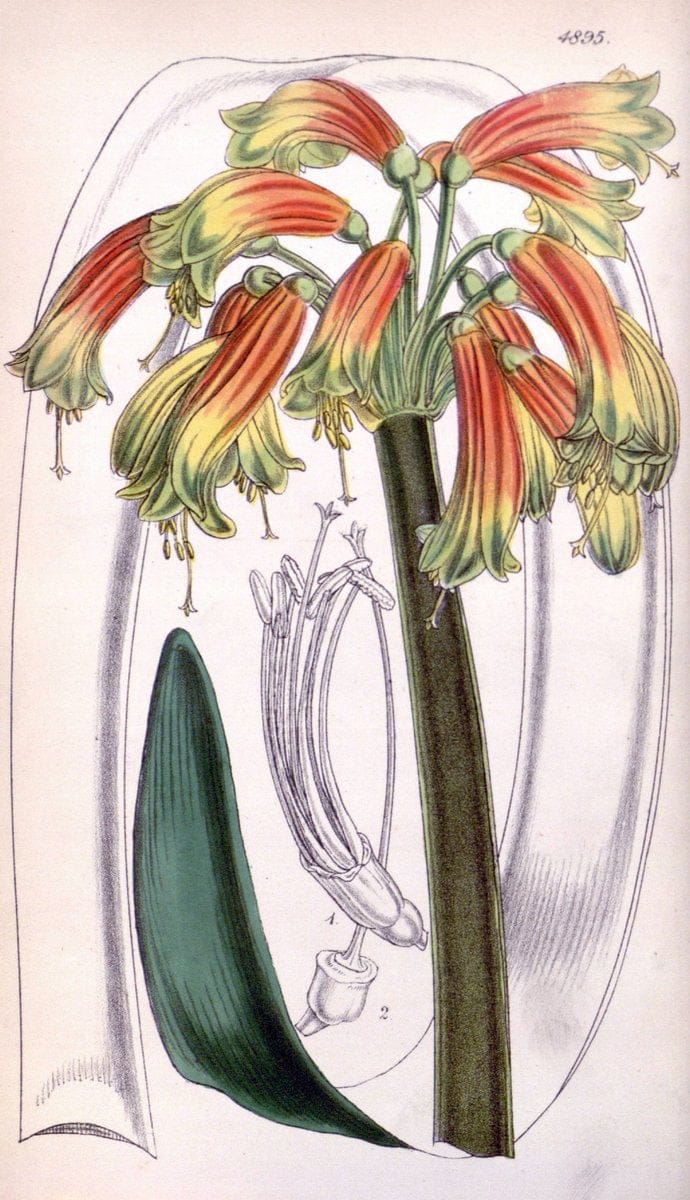 Curtis's botanical magazine..London ;New York [etc.] :Academic Press [etc.]. |  | Vintage Print Reproduction 447752