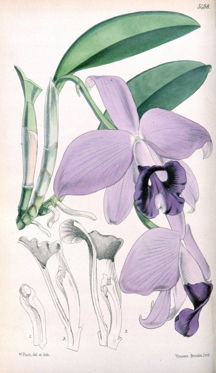 Curtis's botanical magazine..London ;New York [etc.] :Academic Press [etc.]. |  | Vintage Print Reproduction 447753