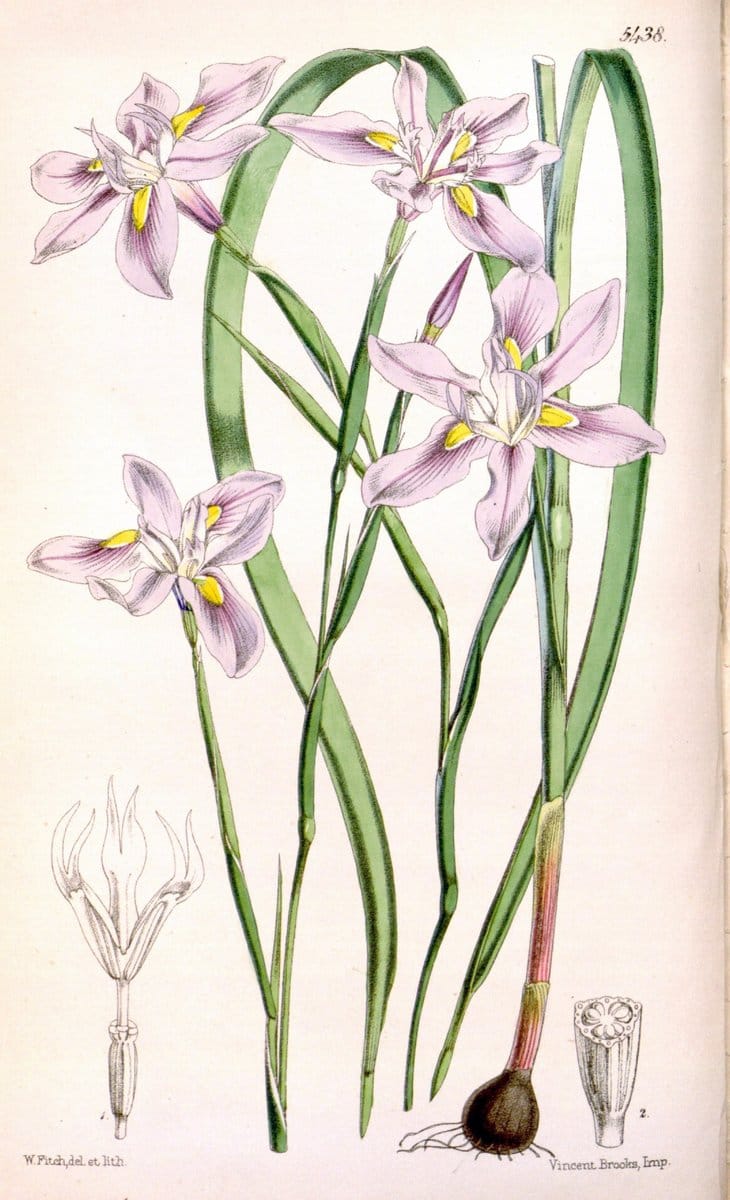 Curtis's botanical magazine..London ;New York [etc.] :Academic Press [etc.]. |  | Vintage Print Reproduction 447754