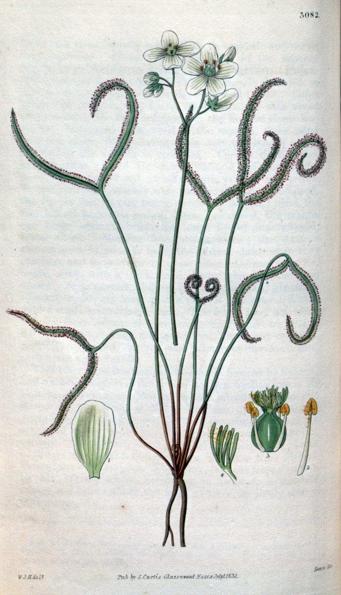 Curtis's botanical magazine..London ;New York [etc.] :Academic Press [etc.]. |  | Vintage Print Reproduction 447756