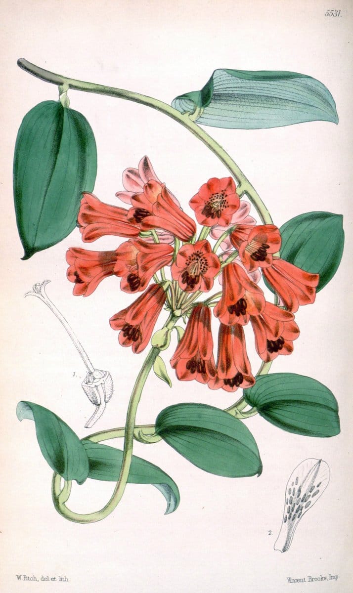 Curtis's botanical magazine..London ;New York [etc.] :Academic Press [etc.]. |  | Vintage Print Reproduction 447757