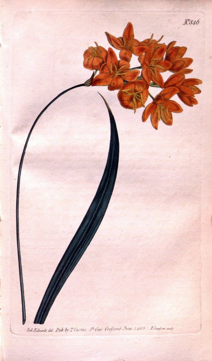 Dragable Image