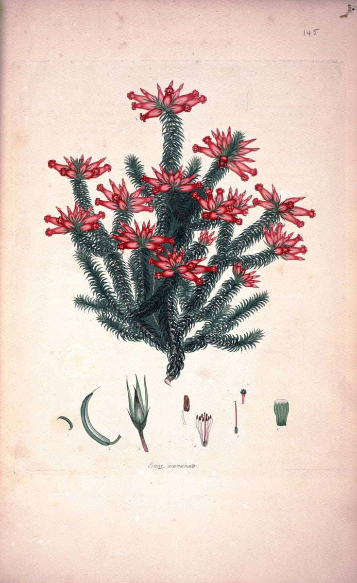 Coloured engravings of heaths :.London :Published by the Author. Printed by T. Bensley,1802-09 [1830]. |  | Vintage Print Reproduction 447766