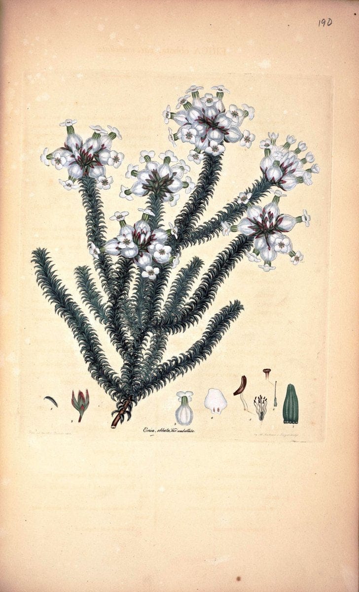 Coloured engravings of heaths :.London :Published by the Author. Printed by T. Bensley,1802-09 [1830]. |  | Vintage Print Reproduction 447767