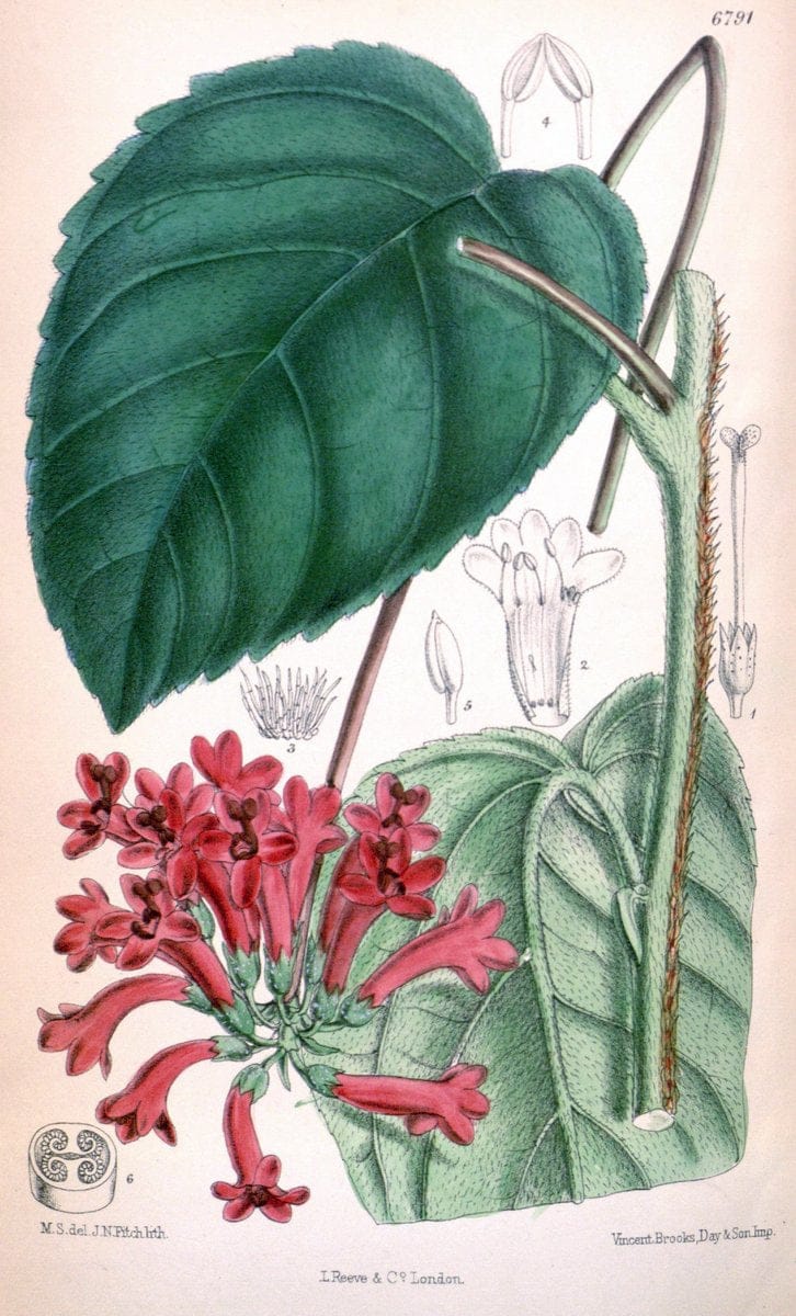 Curtis's botanical magazine. London ; New York [etc.] :Academic Press [etc.]. | "Botanical illustration" Botany Periodicals "Pictorial works" "Plants, Ornamental"  | Vintage Print Reproduction 447781