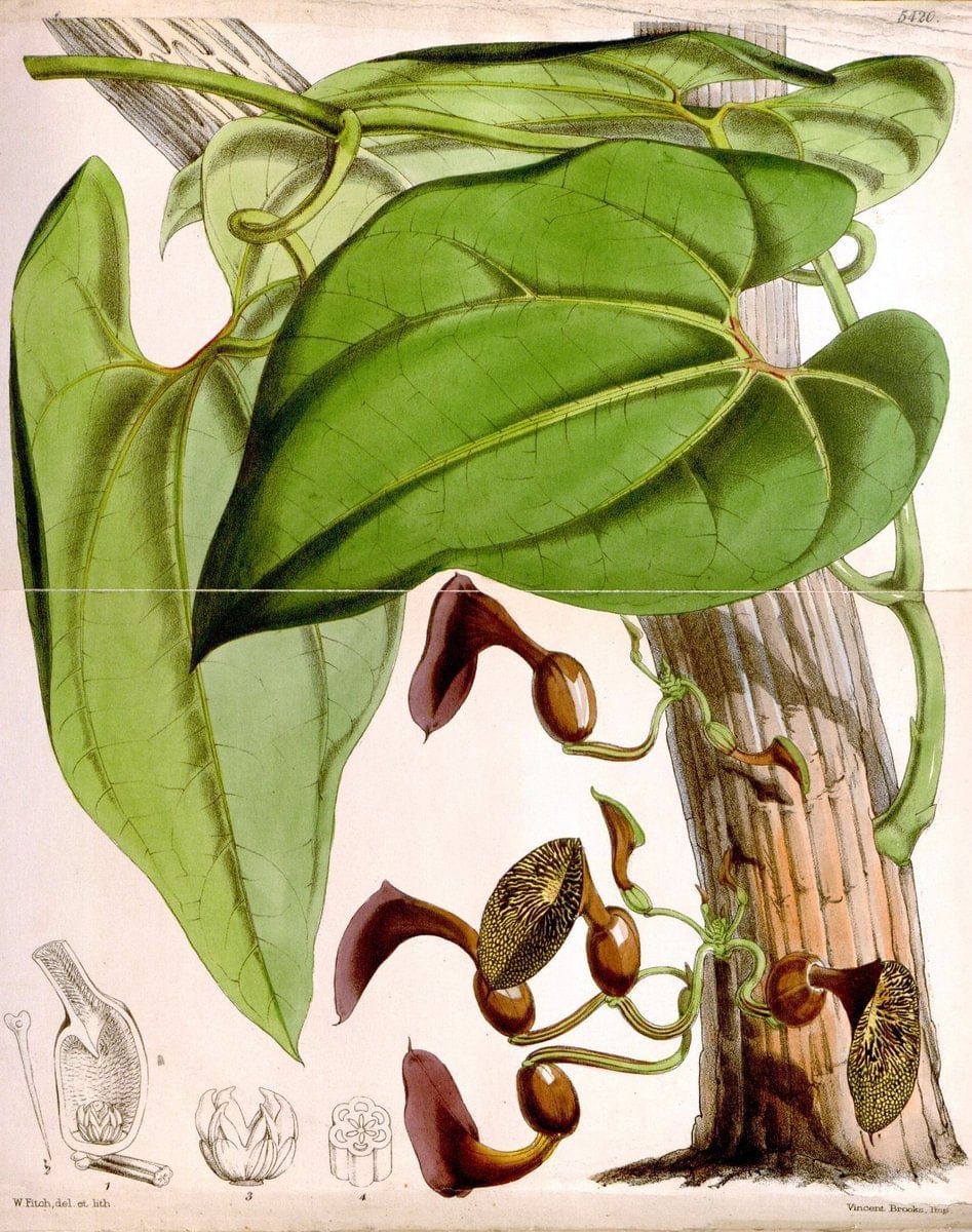 Curtis's botanical magazine..London ;New York [etc.] :Academic Press [etc.]. |  | Vintage Print Reproduction 447783
