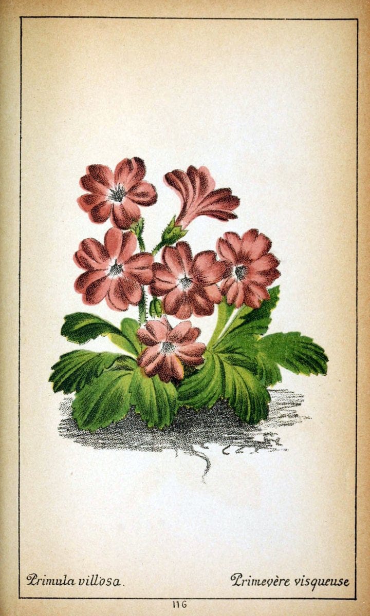 Dragable Image