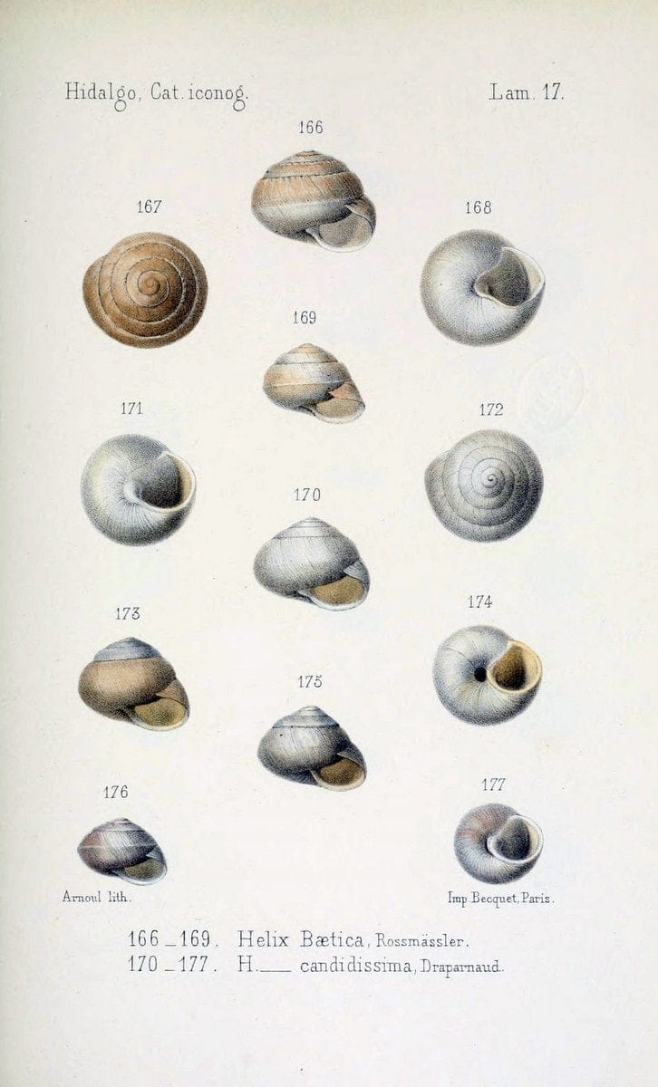 Catalogo iconografico y descriptivo de los moluscos terrestres de EspaÃ Â±a, Portugal y la | "Balearic Islands" Mollusks Portugal Spain  | Vintage Print Reproduction 447793