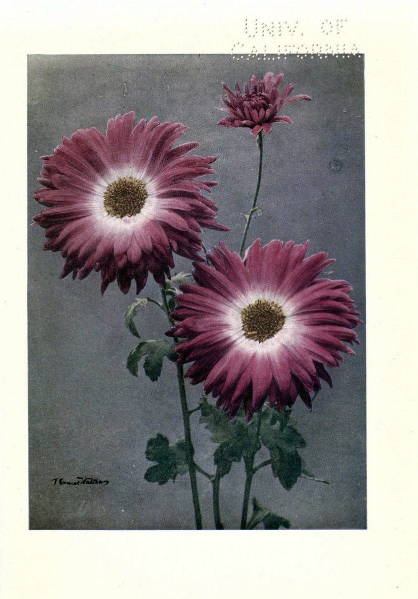 Chrysanthemums /.New York :Frederick A. Stokes Co. [ca1914]. | Chrysanthemums Floriculture  | Vintage Print Reproduction 447794