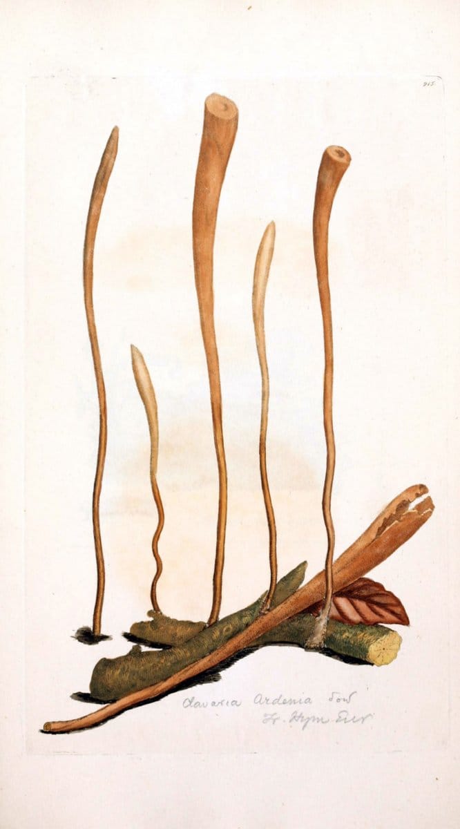 Coloured figures of English fungi or mushrooms. London,Printed by J. Davis,1797-[1809]. | England Mushrooms  | Vintage Print Reproduction 447795