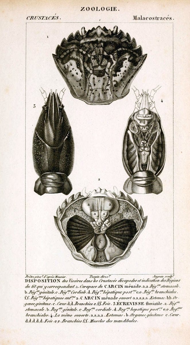 ConsidÃ©rations gÃ©nÃ©rales sur la classe des crustacÃ©s :.Paris :F.G. Levrault,1825.  | Crustacea France Zoology  | Vintage Print Reproduction 447817