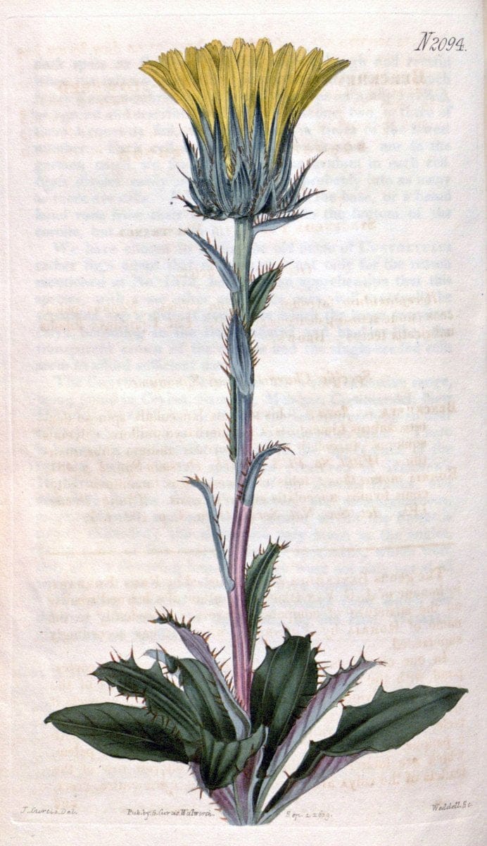 Curtis's botanical magazine. London ; New York [etc.] :Academic Press [etc.]. | "Botanical illustration" Botany Periodicals "Pictorial works" "Plants, Ornamental"  | Vintage Print Reproduction 447833