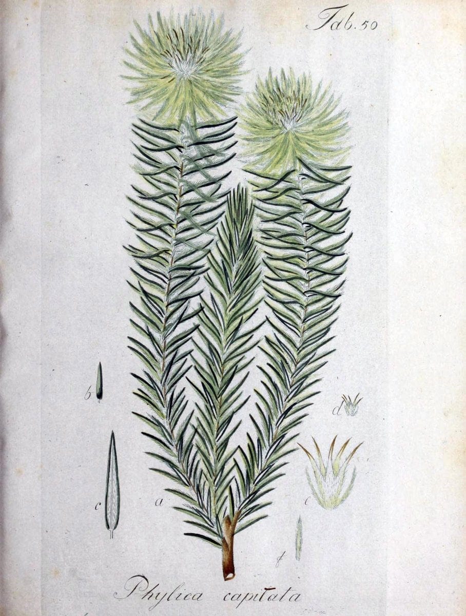 Collectio plantarum tam exoticarum, quam indigenarum, cum delineatione, descriptione cul | Botany | Vintage Print Reproduction 447840