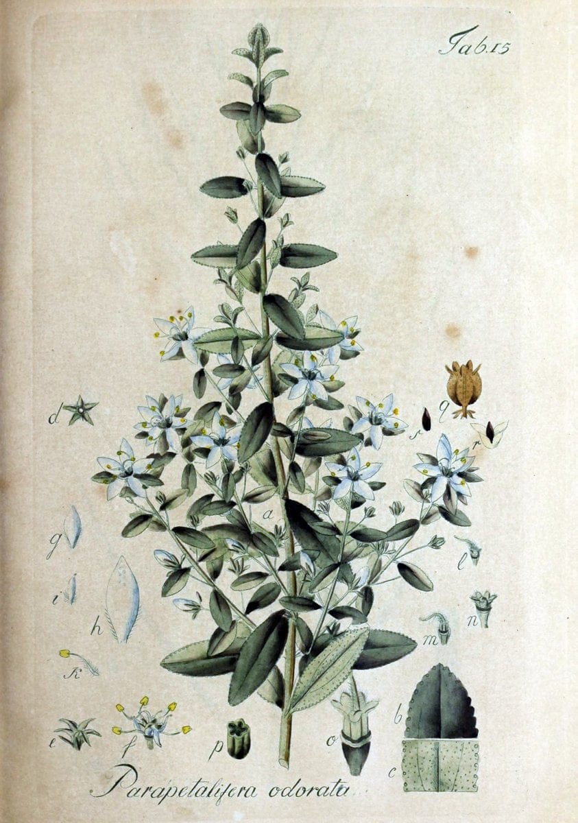 Collectio plantarum tam exoticarum, quam indigenarum, cum delineatione, descriptione cul | Botany | Vintage Print Reproduction 447841
