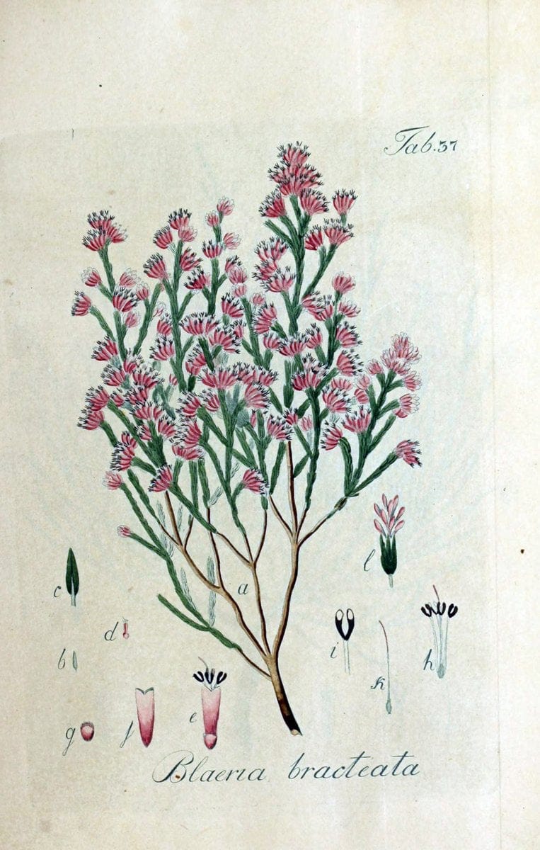 Collectio plantarum tam exoticarum, quam indigenarum, cum delineatione, descriptione cul | Botany | Vintage Print Reproduction 447842
