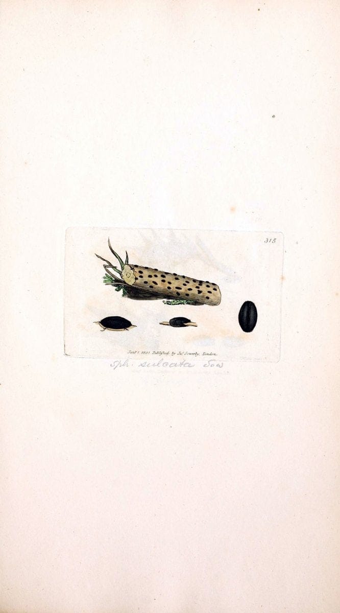 Coloured figures of English fungi or mushrooms. London,Printed by J. Davis,1797-[1809]. | England Mushrooms  | Vintage Print Reproduction 447845