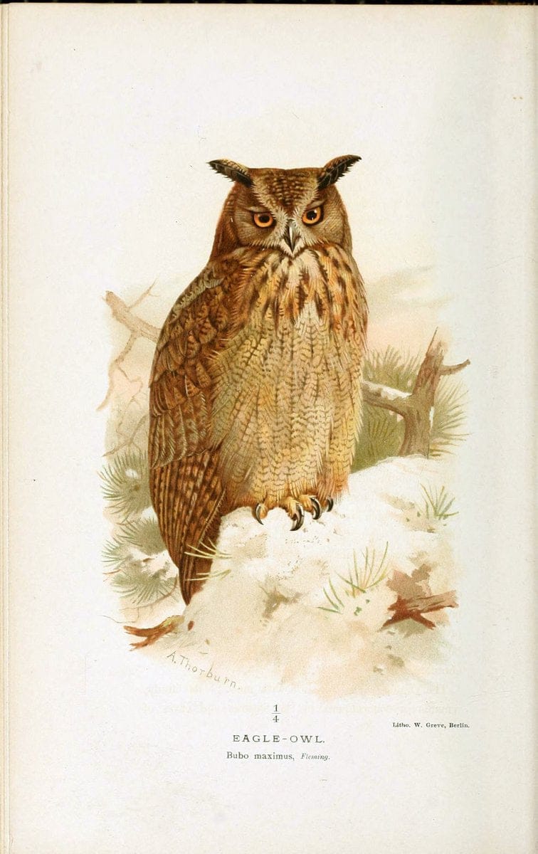 Dragable Image