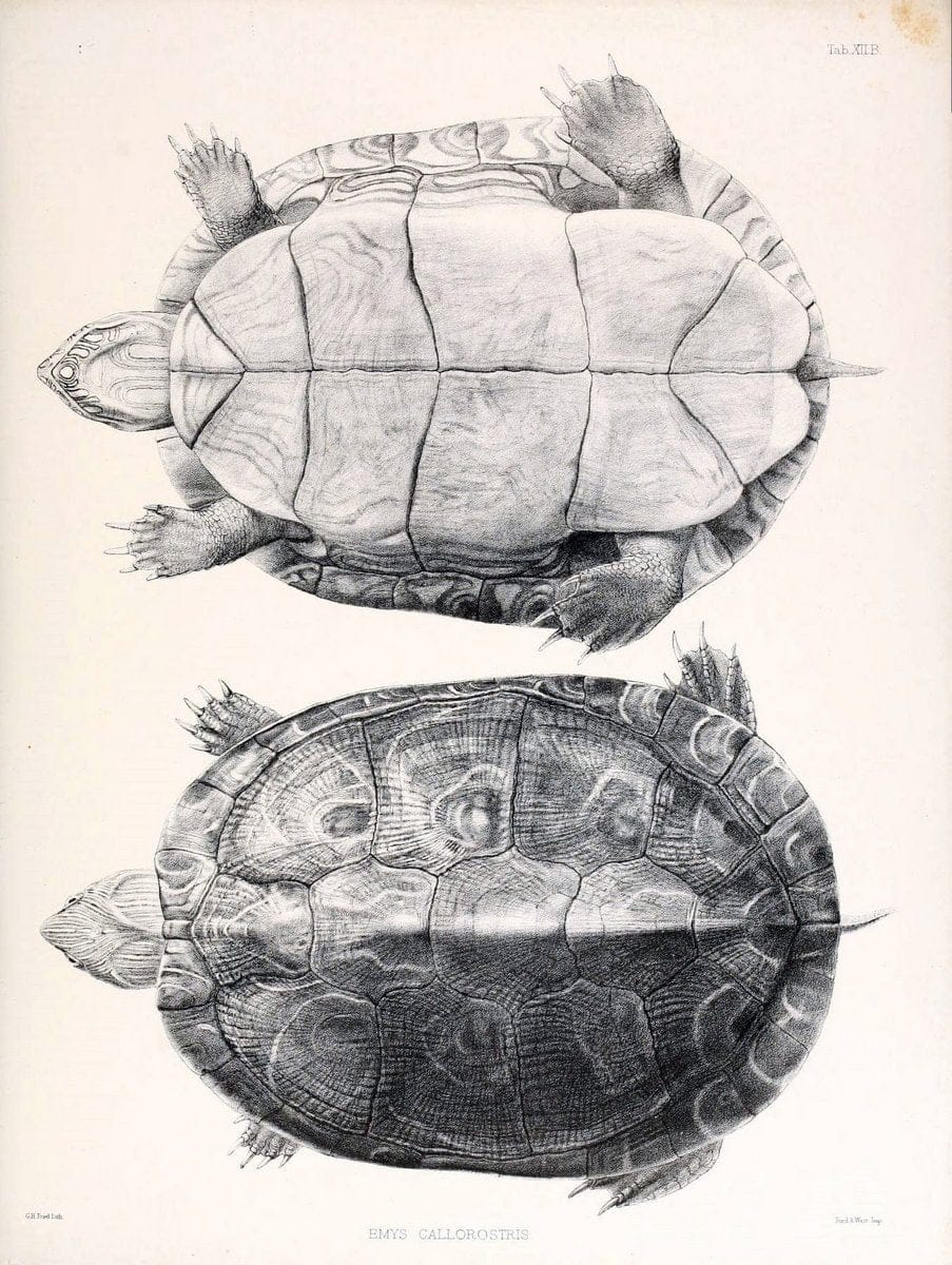 Catalogue of shield reptiles in the collection of the British Museum /.London :Printed by order of the Trustees,1855-1872.  | Vintage Print Reproduction 447867