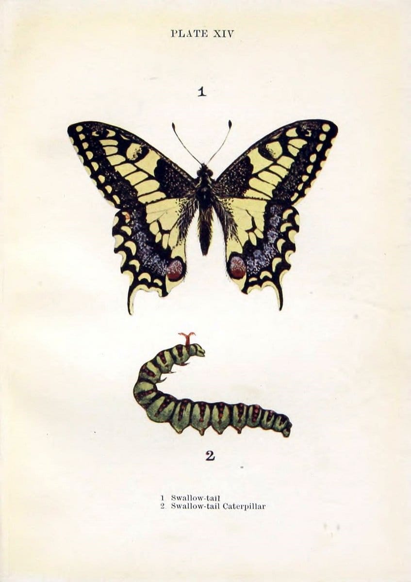 Butterflies and moths,.London & Edinburgh,T.C. & E.C. Jack[1910]. | Butterflies Moths "Cornell University Library" | Vintage Print Reproduction 447868