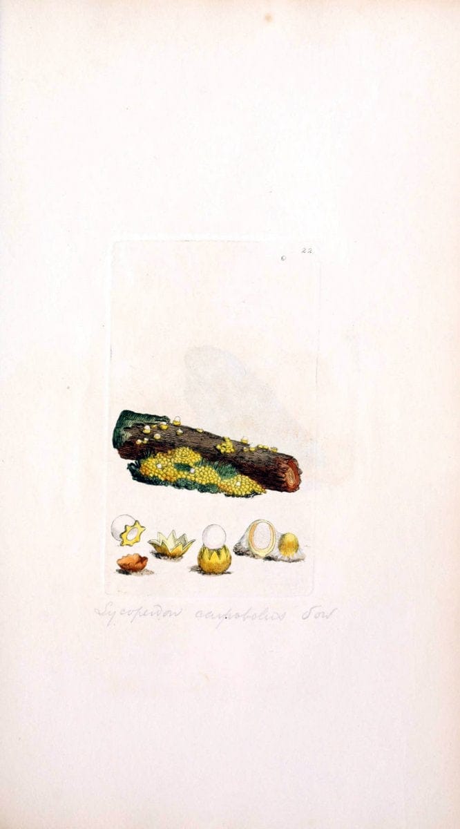 Coloured figures of English fungi or mushrooms. London,Printed by J. Davis,1797-[1809]. | England Mushrooms  | Vintage Print Reproduction 447869