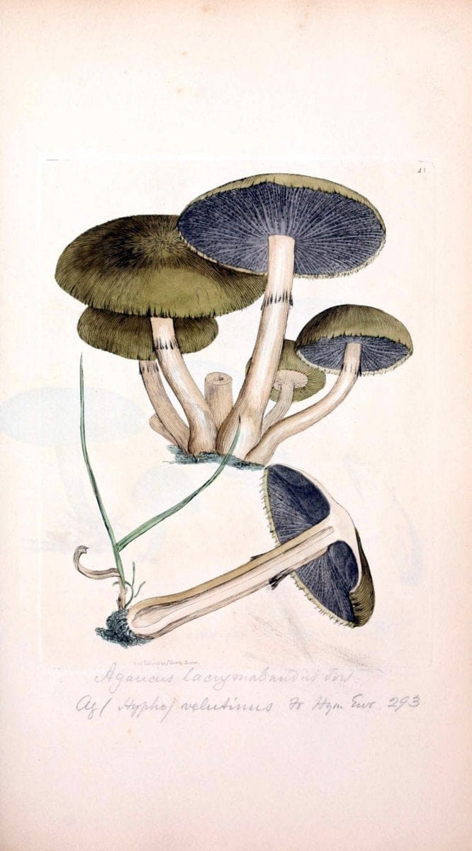 Coloured figures of English fungi or mushrooms. London,Printed by J. Davis,1797-[1809]. | England Mushrooms  | Vintage Print Reproduction 447871