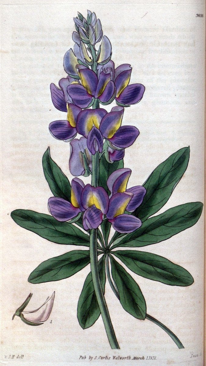 Curtis's botanical magazine..London ;New York [etc.] :Academic Press [etc.]. |  | Vintage Print Reproduction 447890