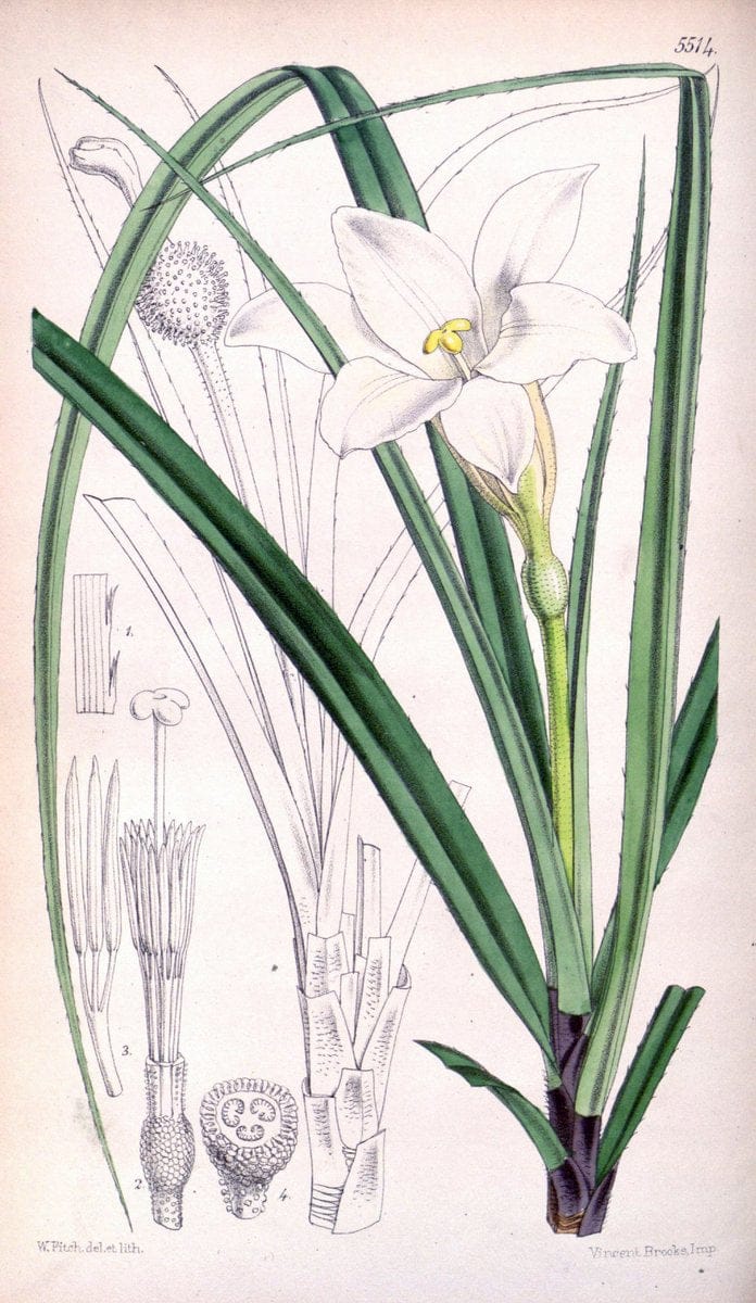 Curtis's botanical magazine..London ;New York [etc.] :Academic Press [etc.]. |  | Vintage Print Reproduction 447891