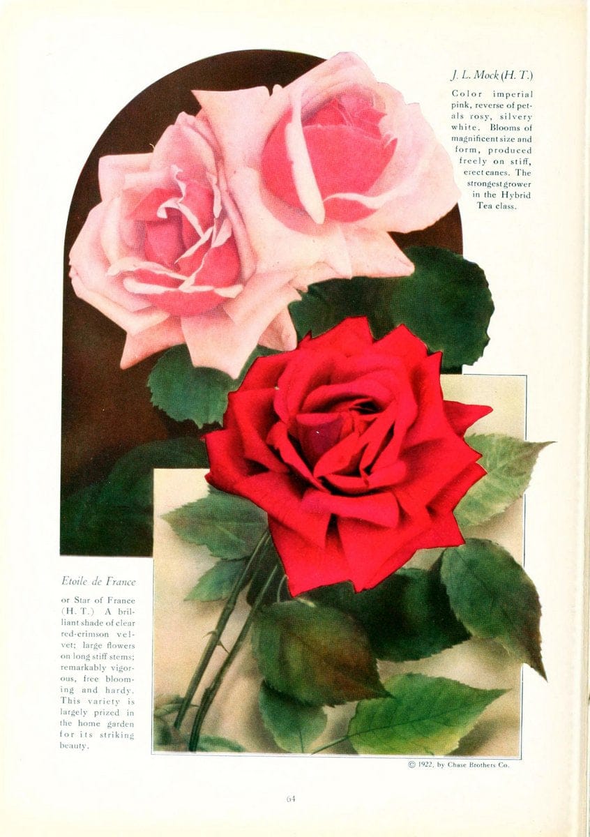 Chase fruit and flowers in natural colorsRochester, N.Y.,Chase brothers company[c1922] | Vintage Print Reproduction 447902